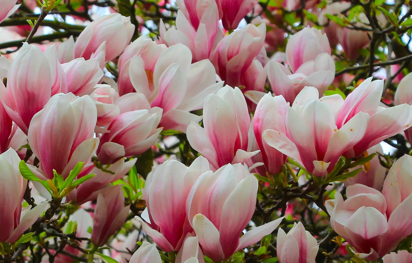 Фото обои flower, spring, magnolia, twig