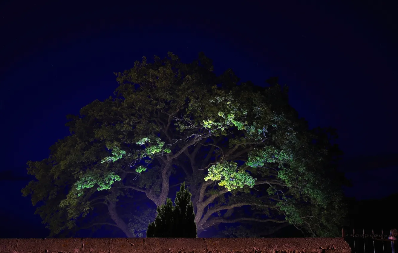 Фото обои свет, пейзаж, ночь, дерево
