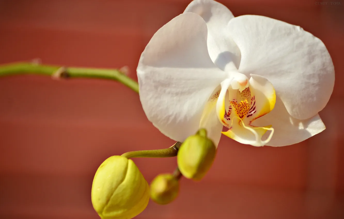 Фото обои лепестки, белая, орхидея