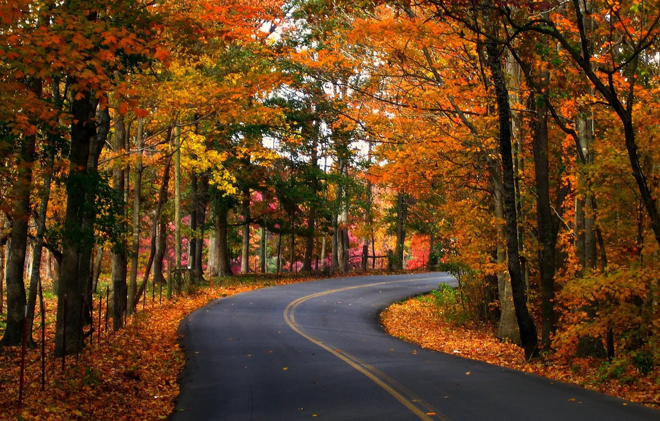 Фото обои дорога, осень, листья, деревья, природа, фото