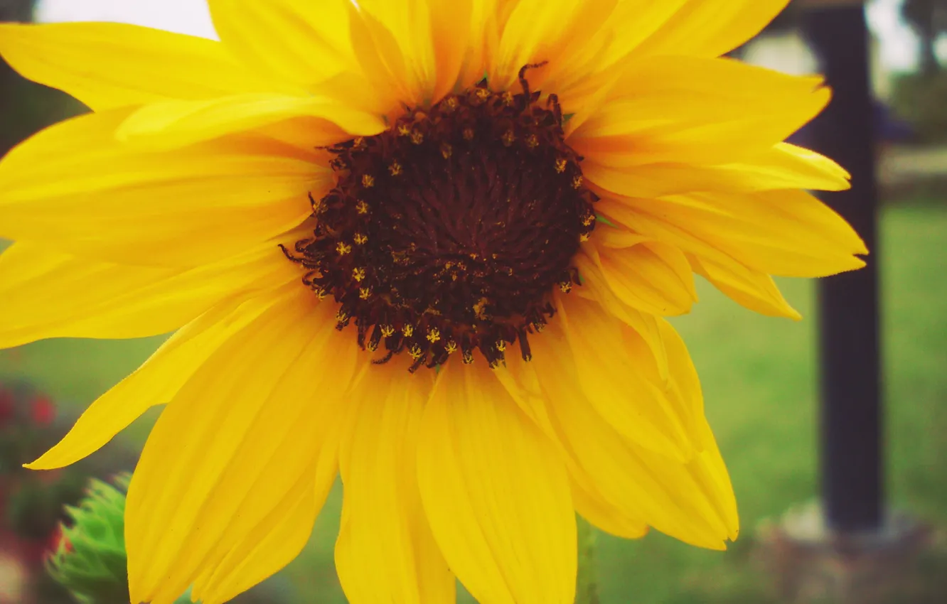Фото обои sad, macro, alone, sunflower