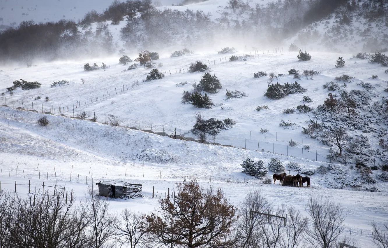 Фото обои зима, поле, кони