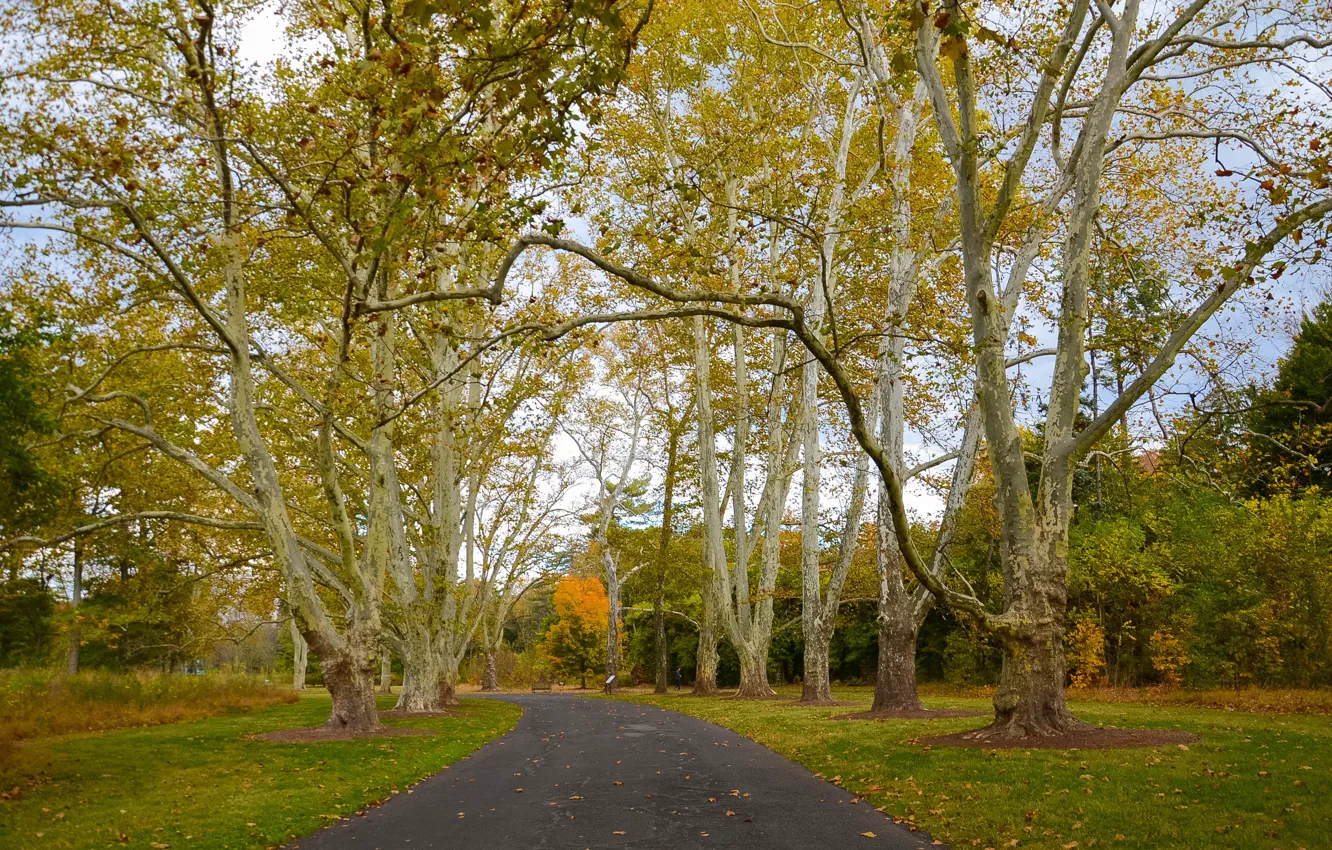 Фото обои осень, деревья, дорожка, trees, Autumn, path