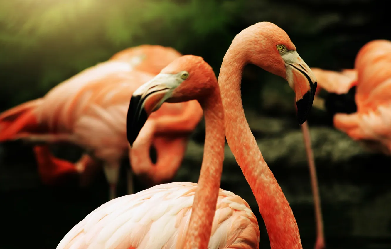 Фото обои птицы, перья, фламинго