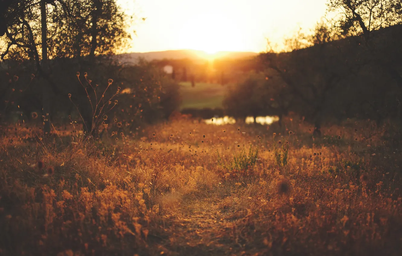 Фото обои поле, трава, солнце, деревья, закат, река, холмы, куст