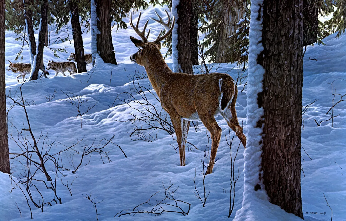Фото обои зима, лес, снег, олень, арт, волки, Ron S. Parker