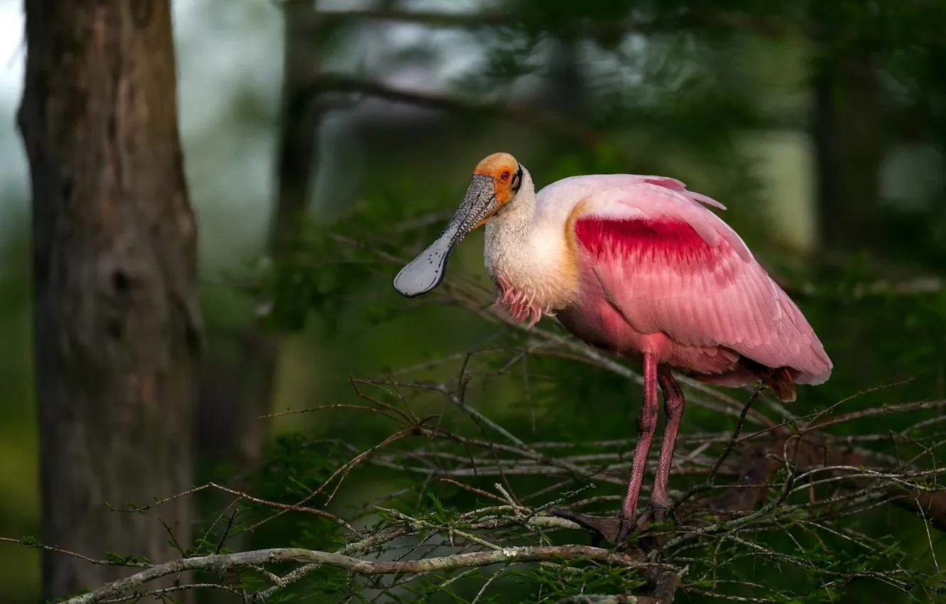 Фото обои природа, птица, roseate spoonbill