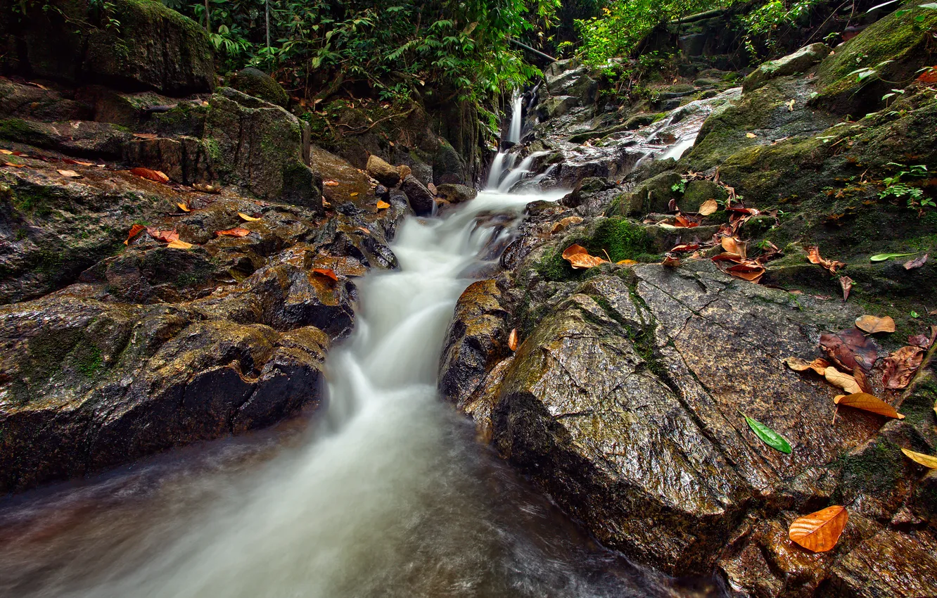Фото обои осень, лес, листья, деревья, ручей, камни, скалы, поток