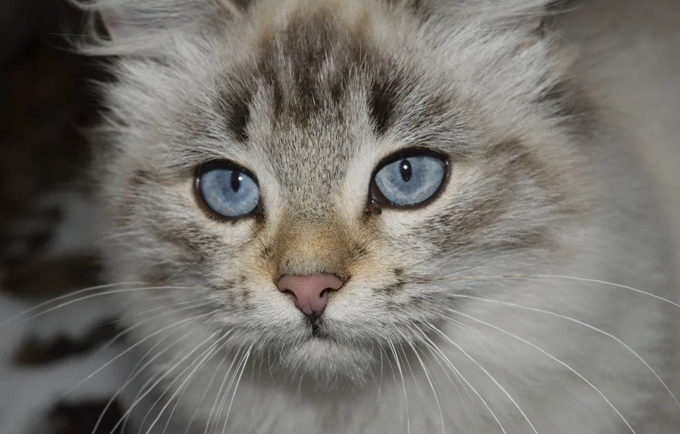 Фото обои blue, eyes, cat