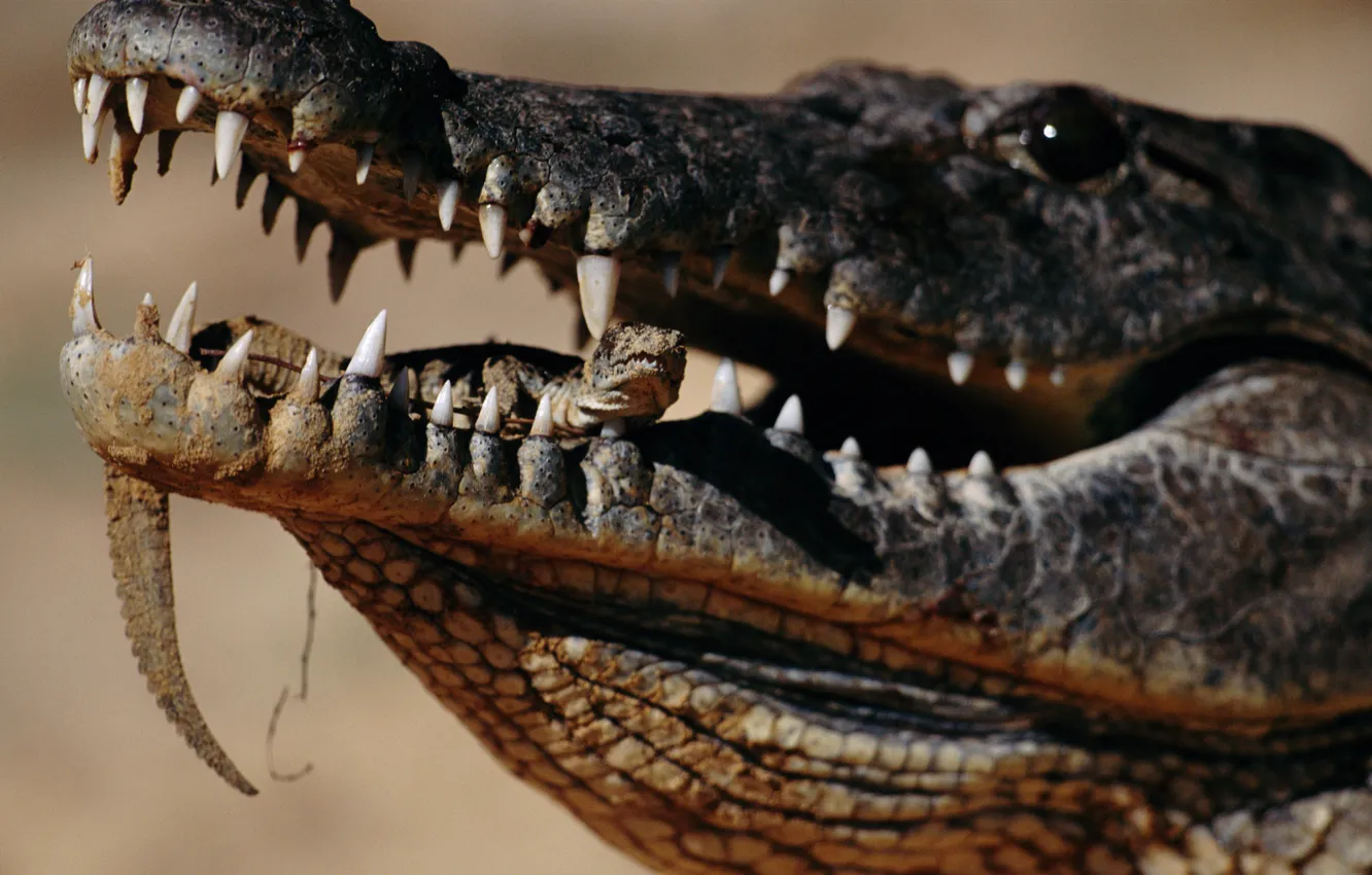 Фото обои crocodile, mouth, reptile, teeth
