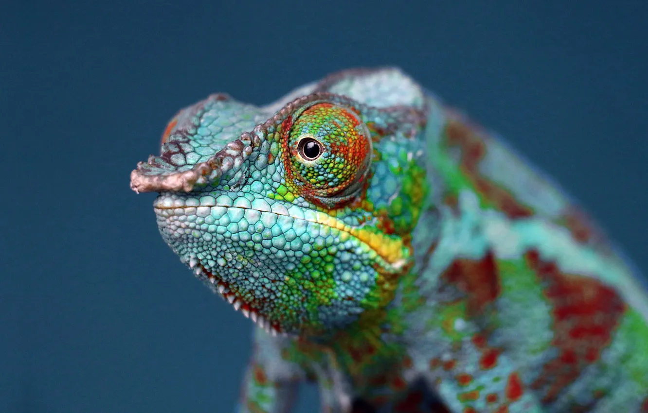 Фото обои Макро, Милый, Животные, Крупный план, Cute, Animals, Зеленый хамелеон, Green Chameleon