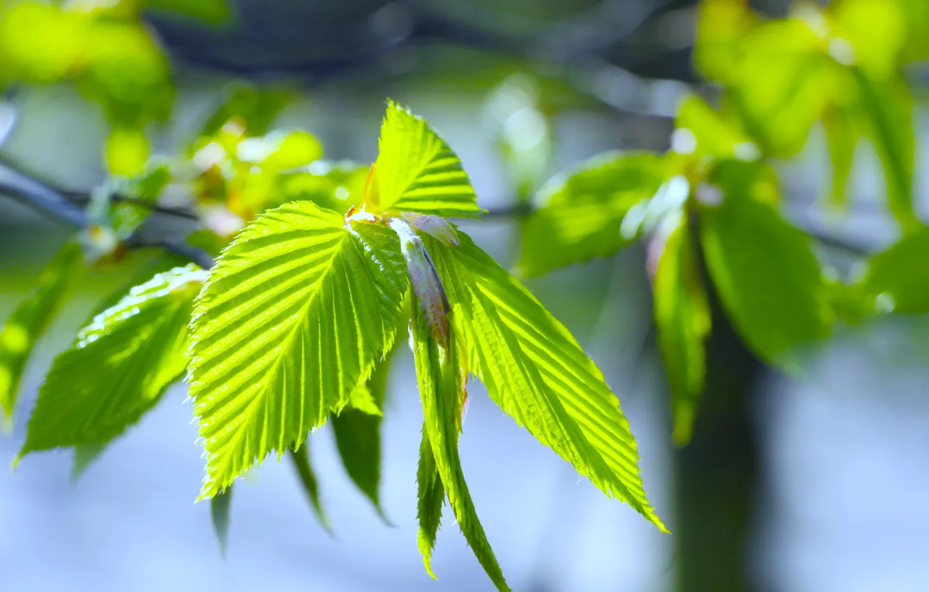 Фото обои green, spring, leaf, twig