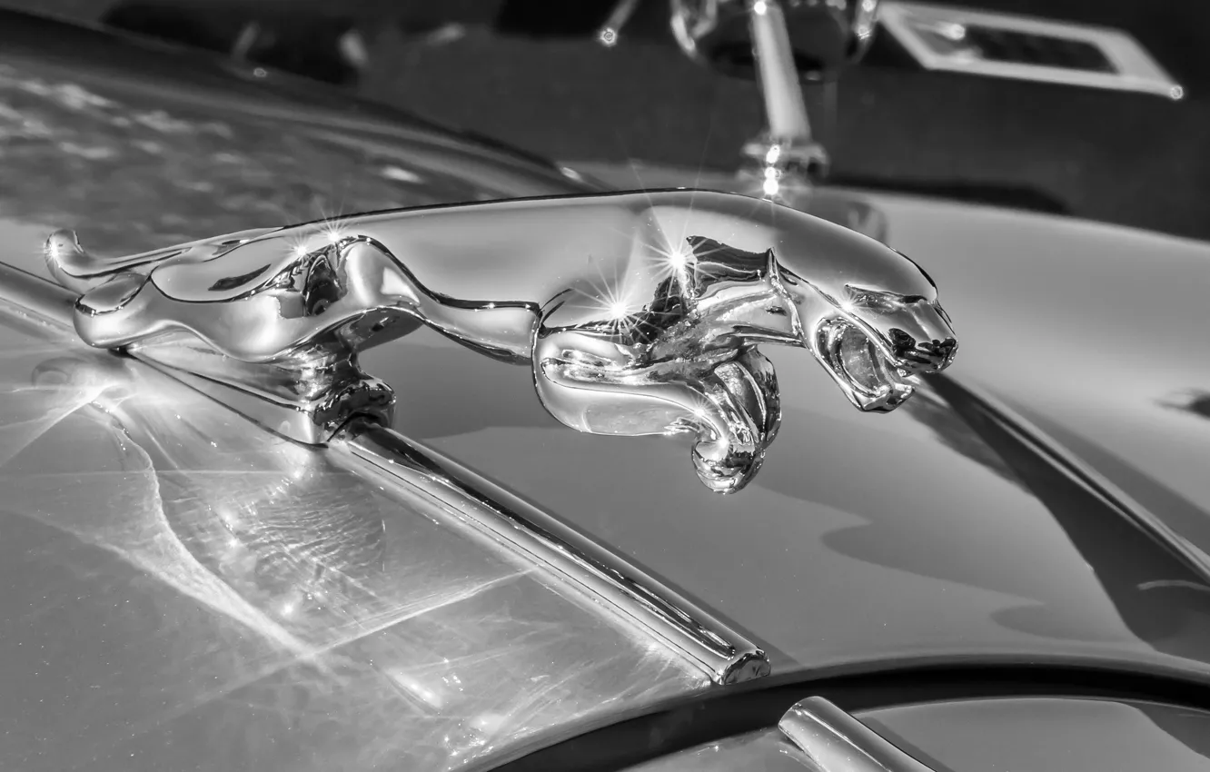 Фото обои макро, Jaguar, капот, эмблема