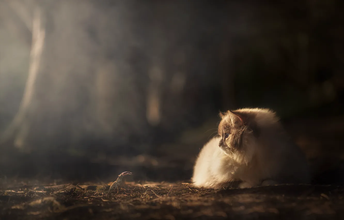 Фото обои кошка, кот, взгляд, свет, природа, поза, поляна, жук
