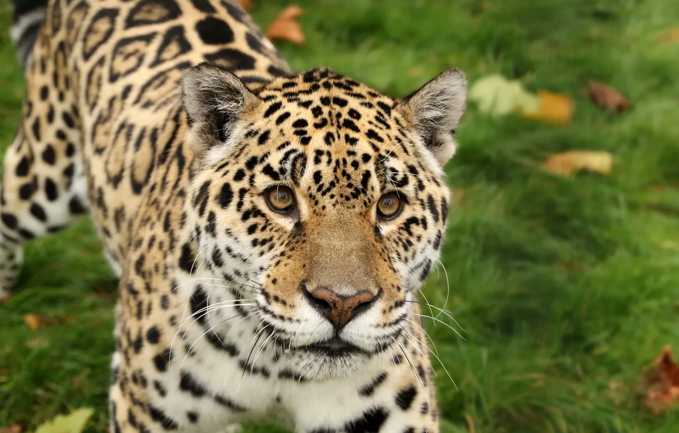 Фото обои кошка, взгляд, природа, леопард