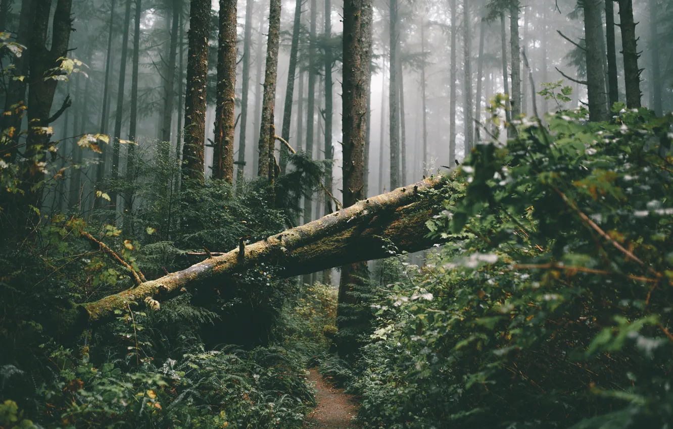 Фото обои лес, листья, деревья, туман, стволы, тропа