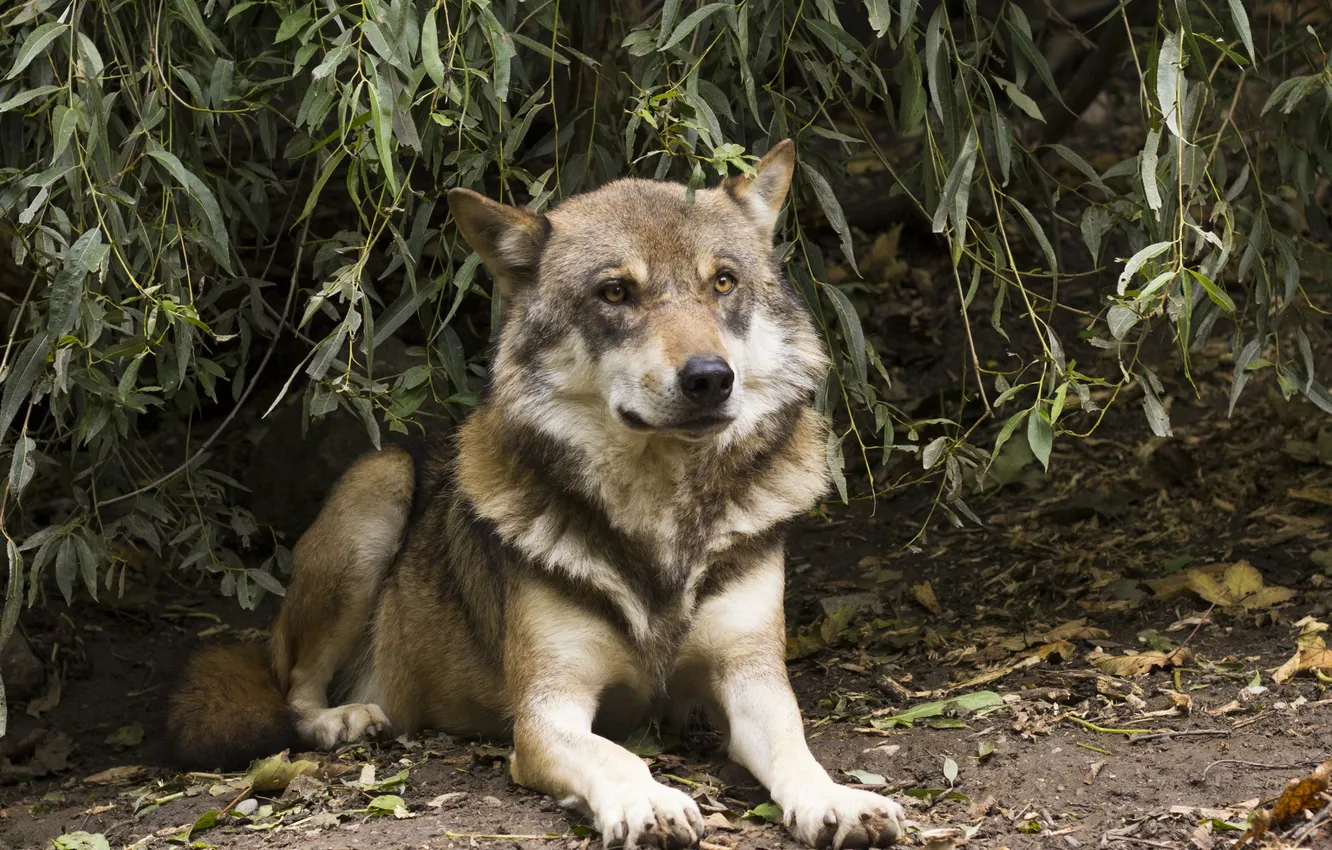 Фото обои nature, face, animal, wolf, wildlife, head, fur, mammal