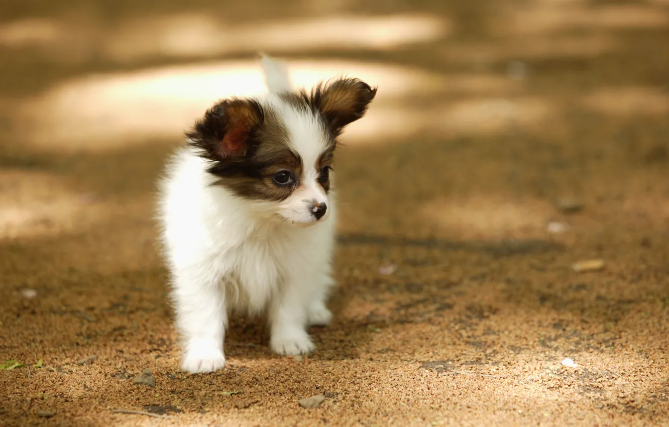 Фото обои собака, маленький, щенок, солнечные блики, на улице, одинокий, обои от lolita777, глупый