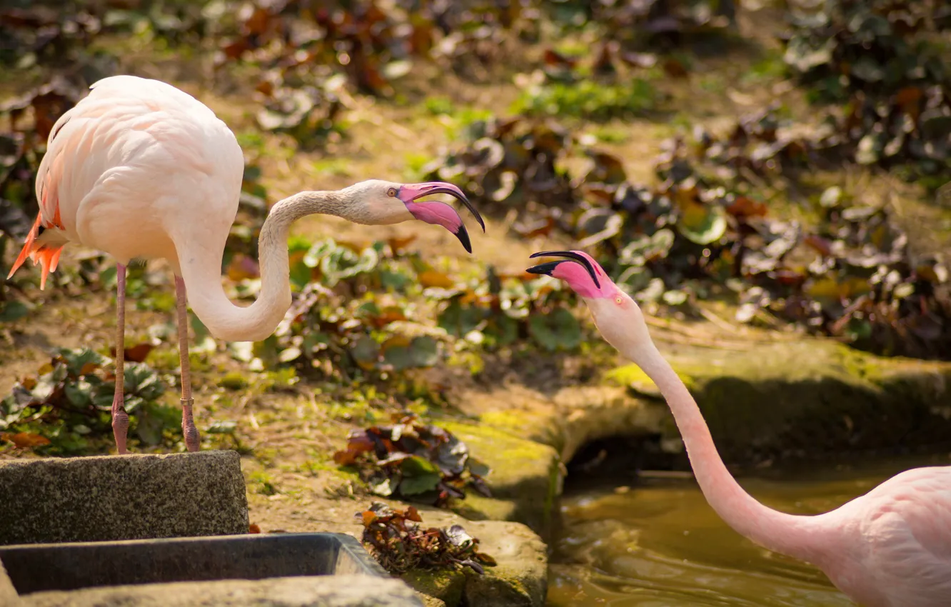Фото обои птицы, парочка, фламинго, розовые фламинго