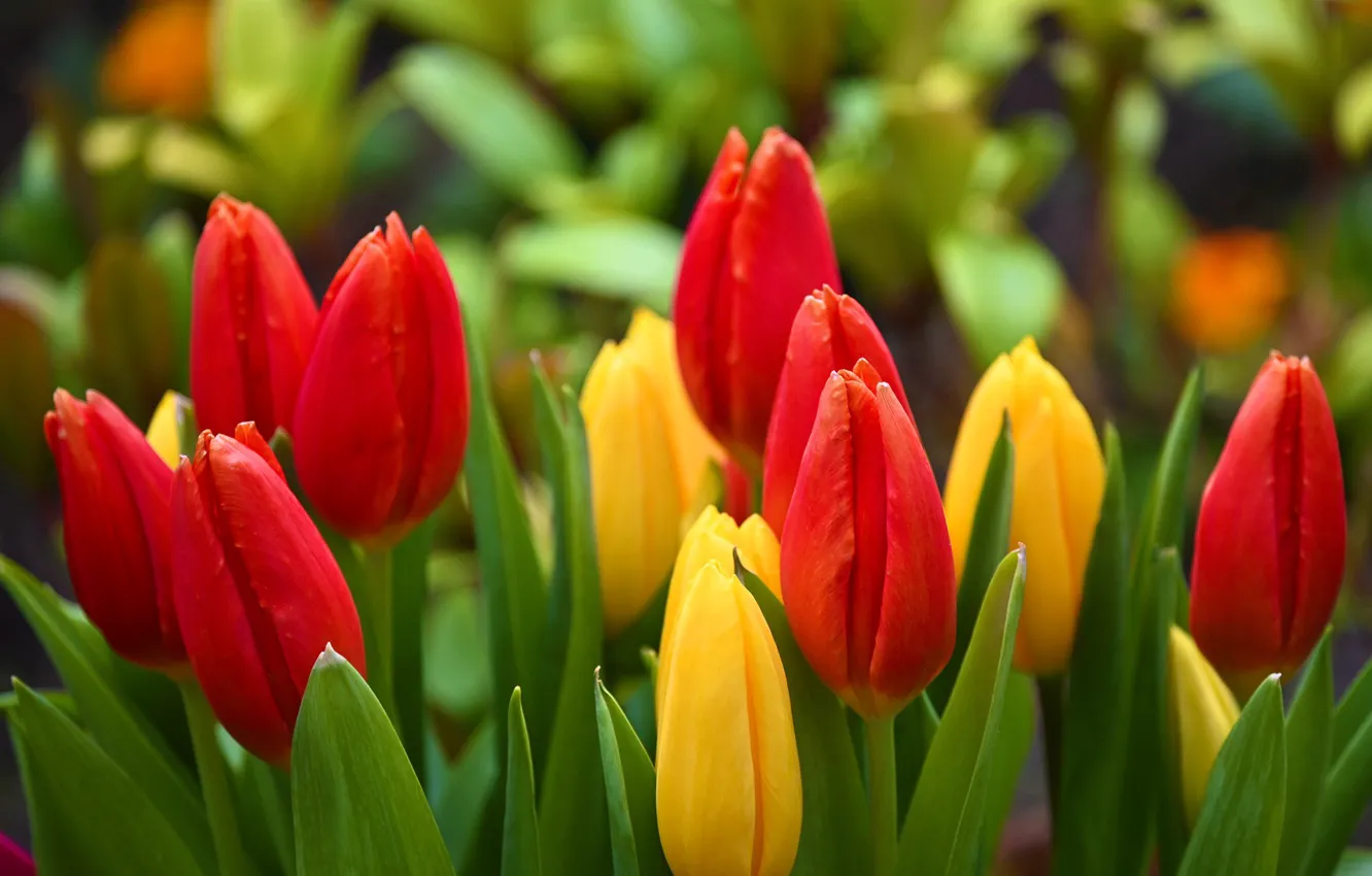 Фото обои природа, весна, тюльпаны, боке
