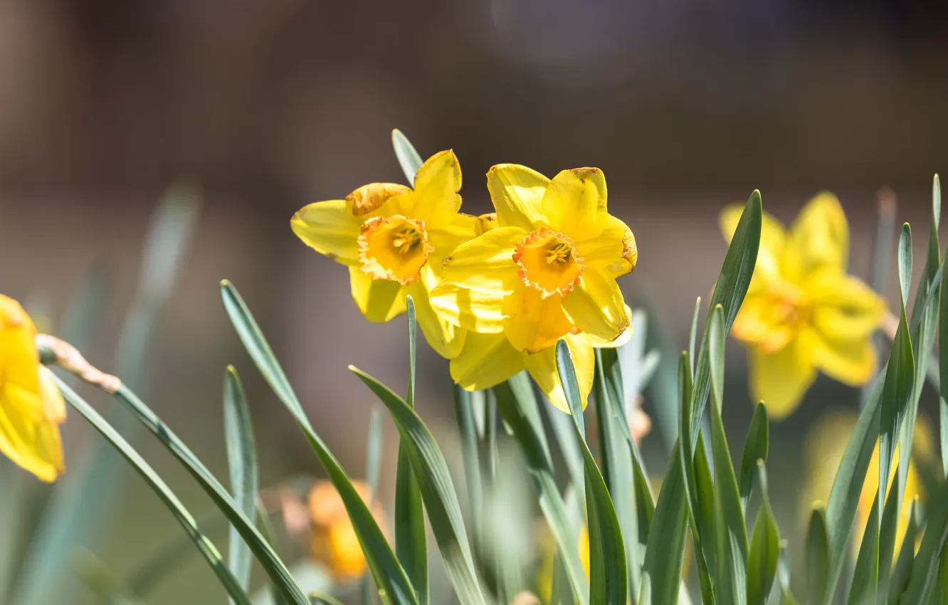 Фото обои цветы, весна, желтые, нарциссы, боке