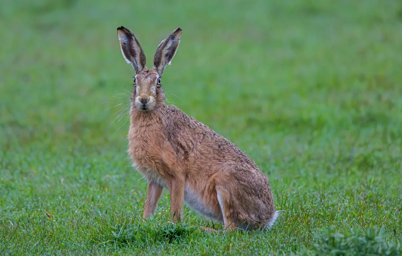Фото обои трава, заяц, animal