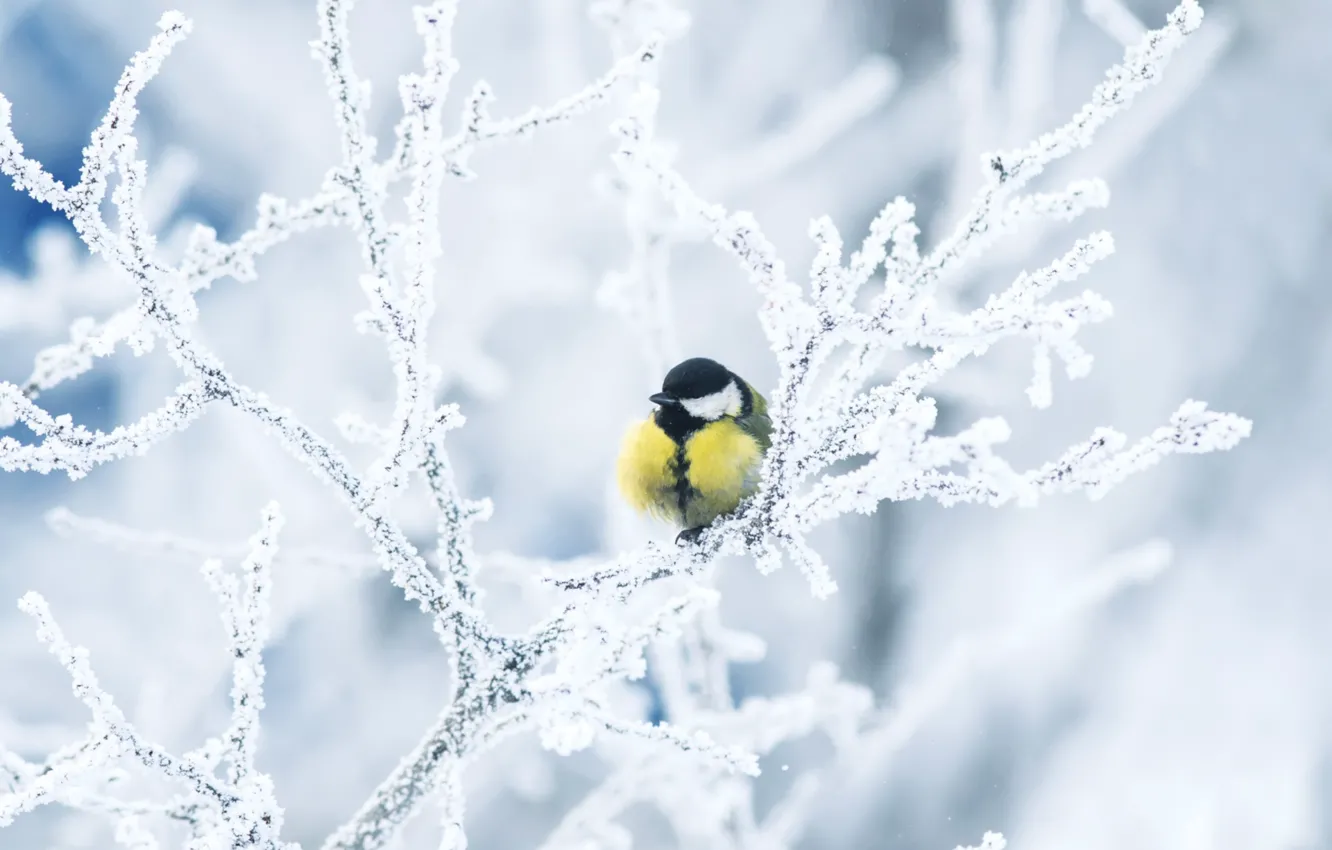 Фото обои зима, иней, ветки, птица, синица