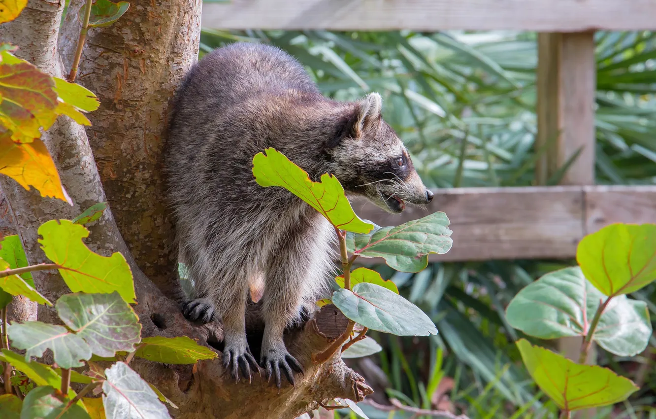 Фото обои листья, природа, енот
