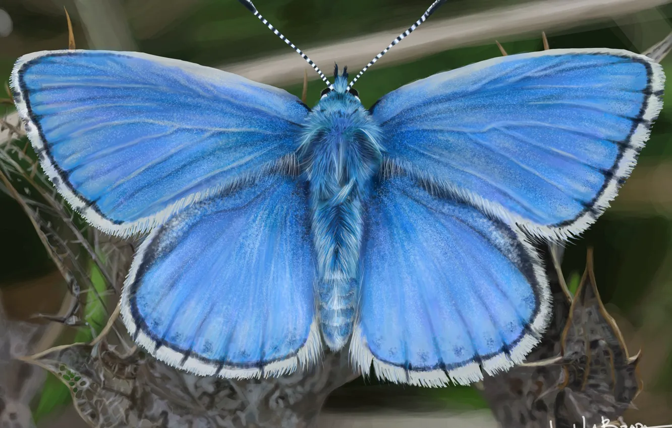 Фото обои арт, John LaBrada, Blue Butterfly