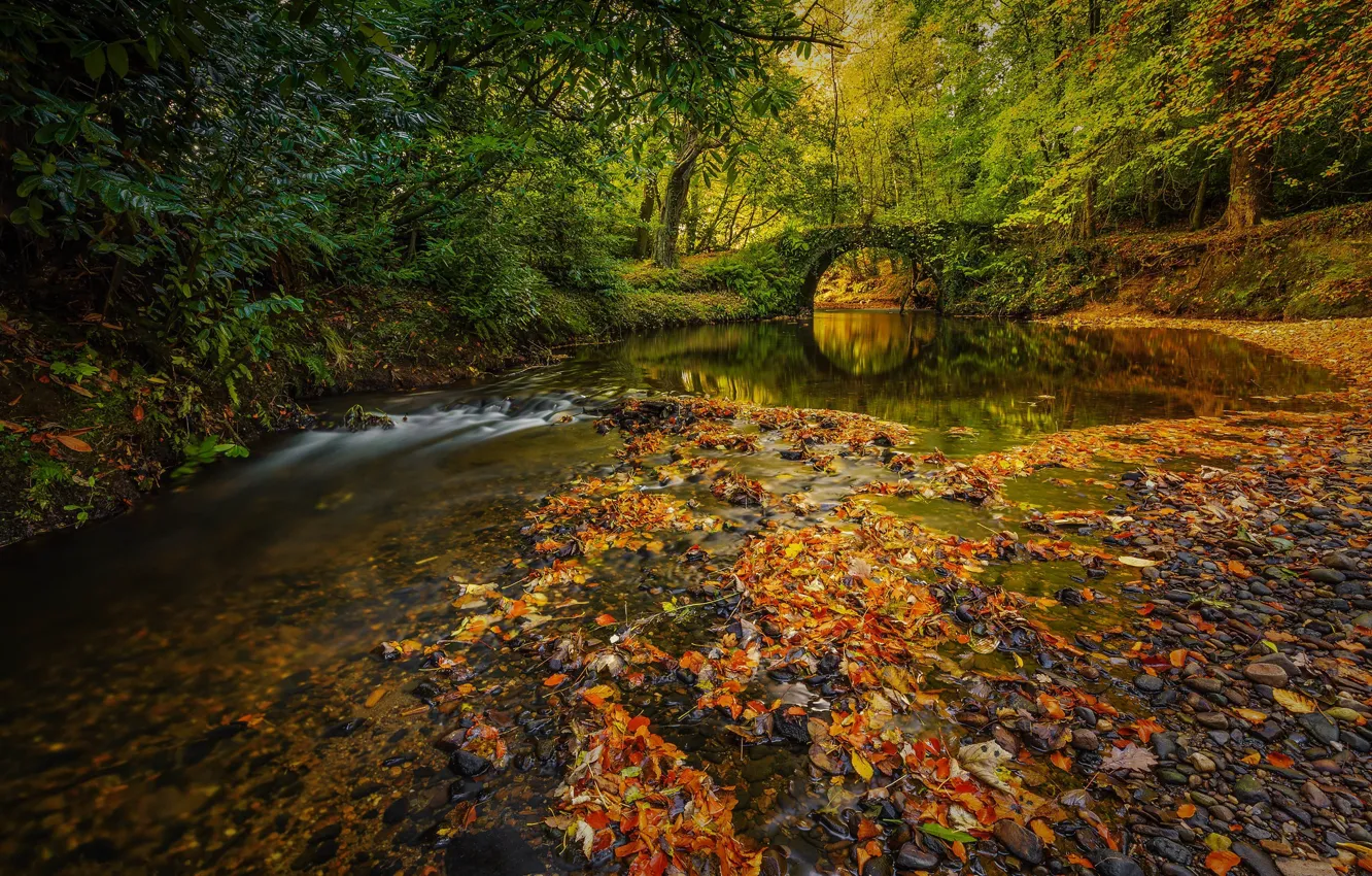 Фото обои осень, лес, листья, ветки, мост, река, берег, листва