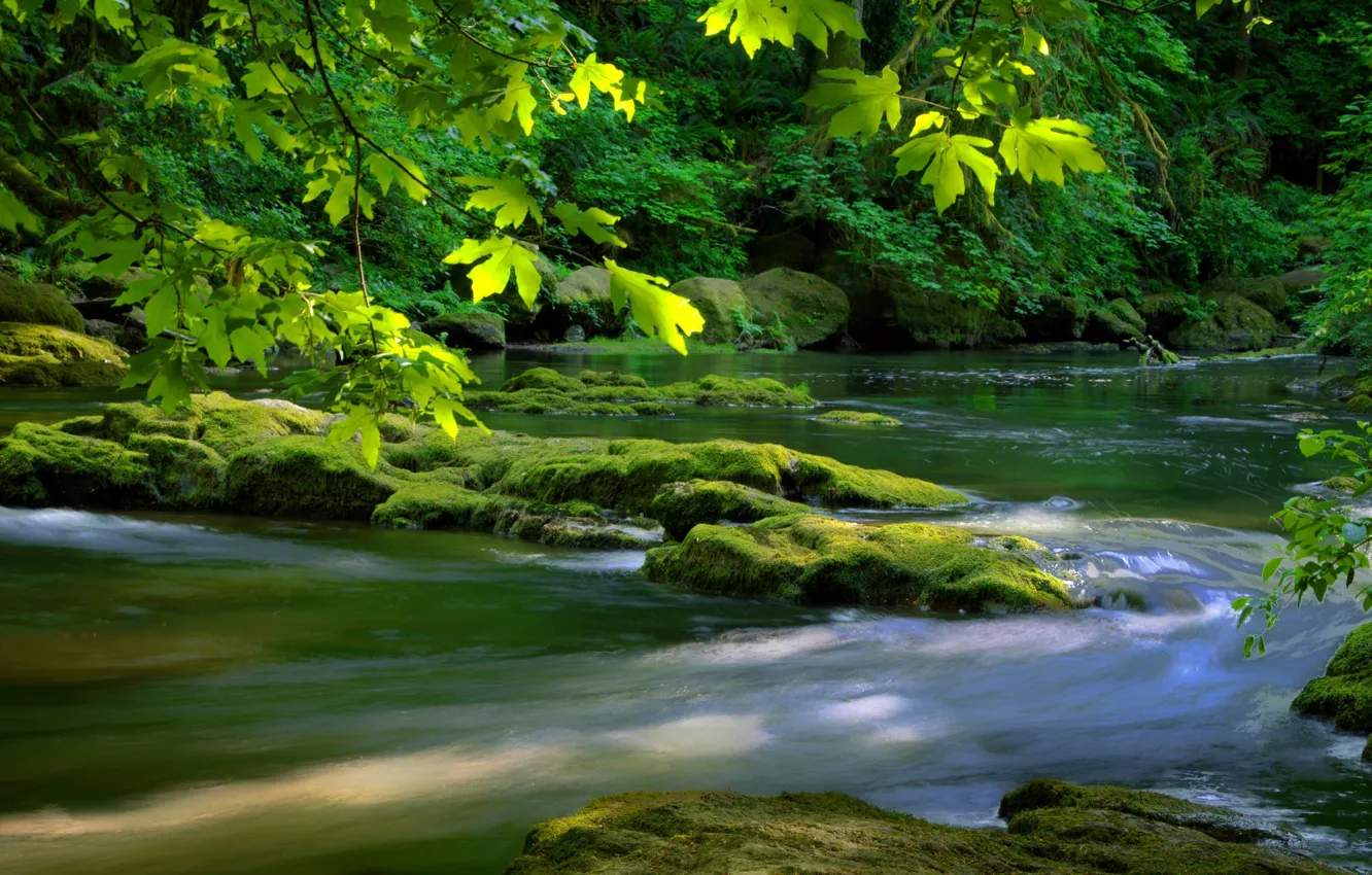 Фото обои зелень, листья, река, дерево