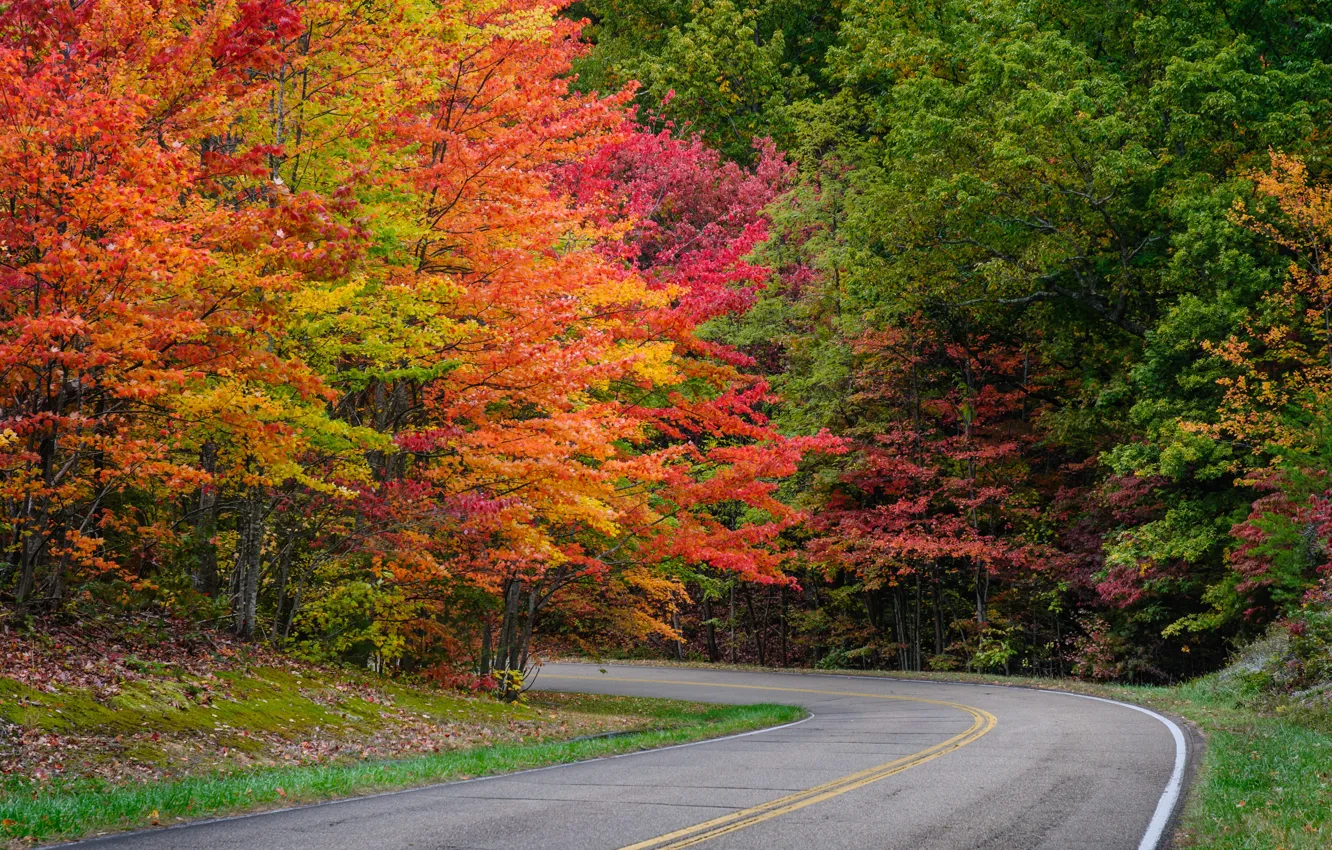 Фото обои дорога, осень, листья, деревья, парк, road, landscape, nature
