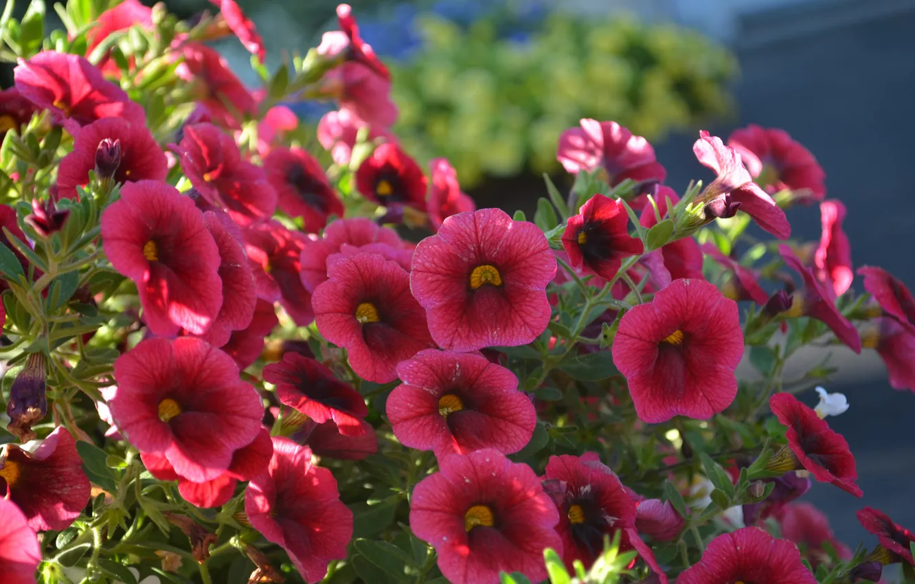 Фото обои цветы, цветение, Calibrachoa