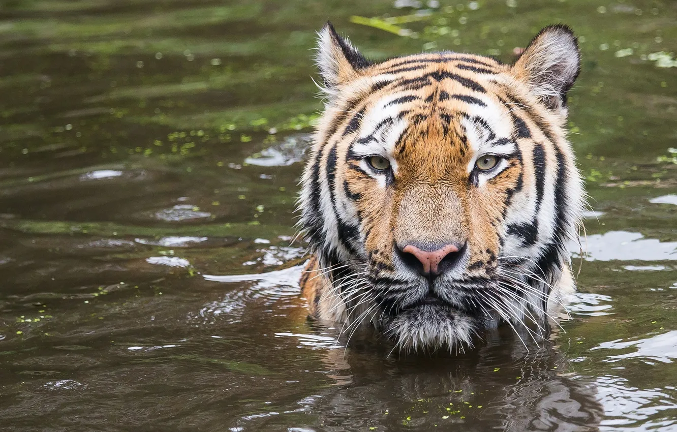 Фото обои морда, тигр, хищник, купание, дикая кошка, водоем