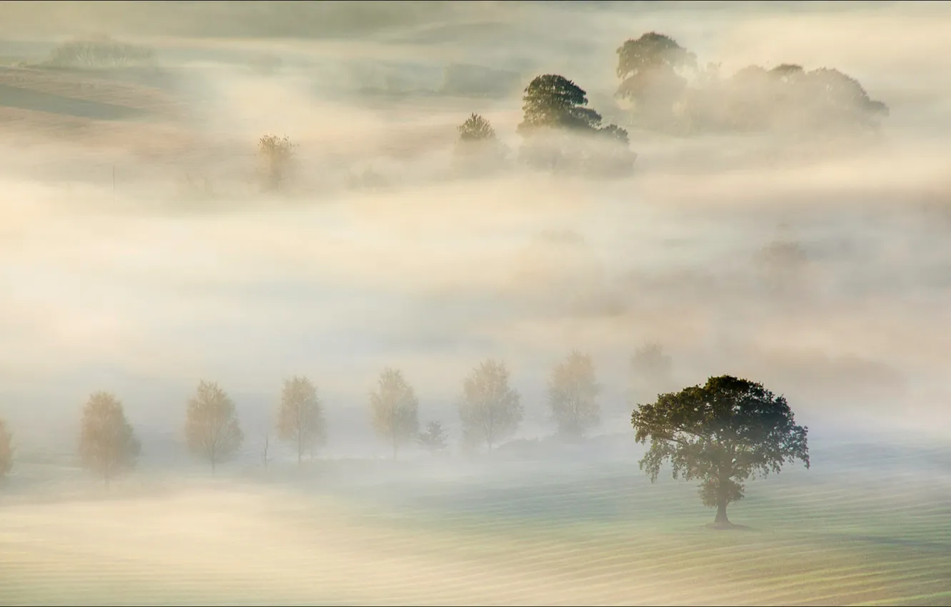 Фото обои поле, деревья, туман