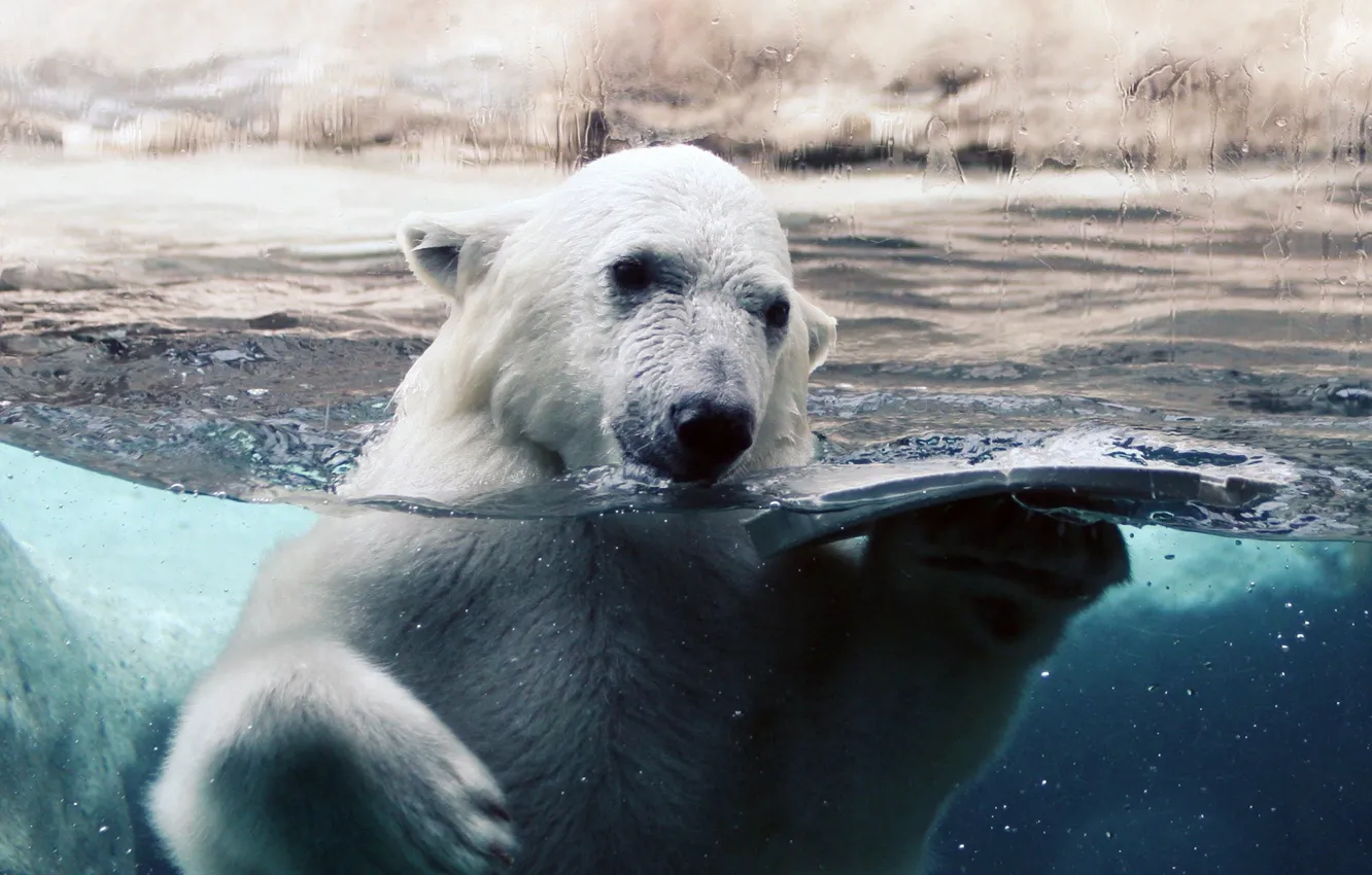 Фото обои белый, стекло, вода, капли, лёд, медведь