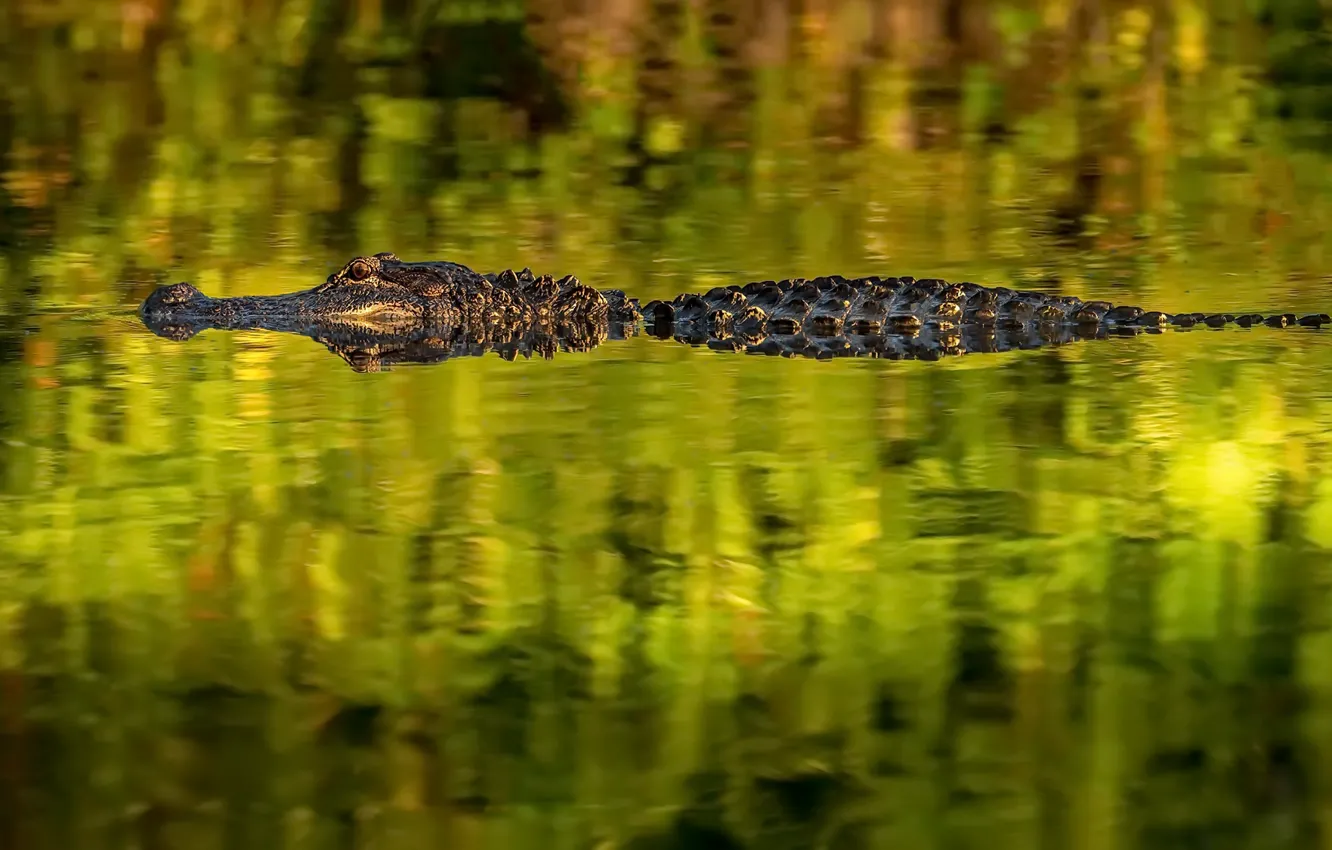 Фото обои река, крокодил, алигатор