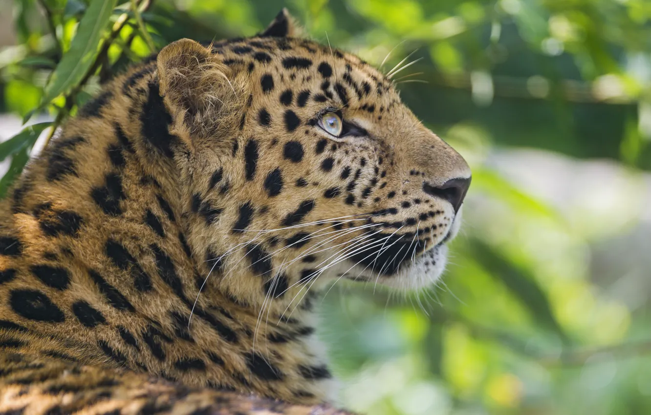 Фото обои кошка, морда, леопард, амурский, ©Tambako The Jaguar