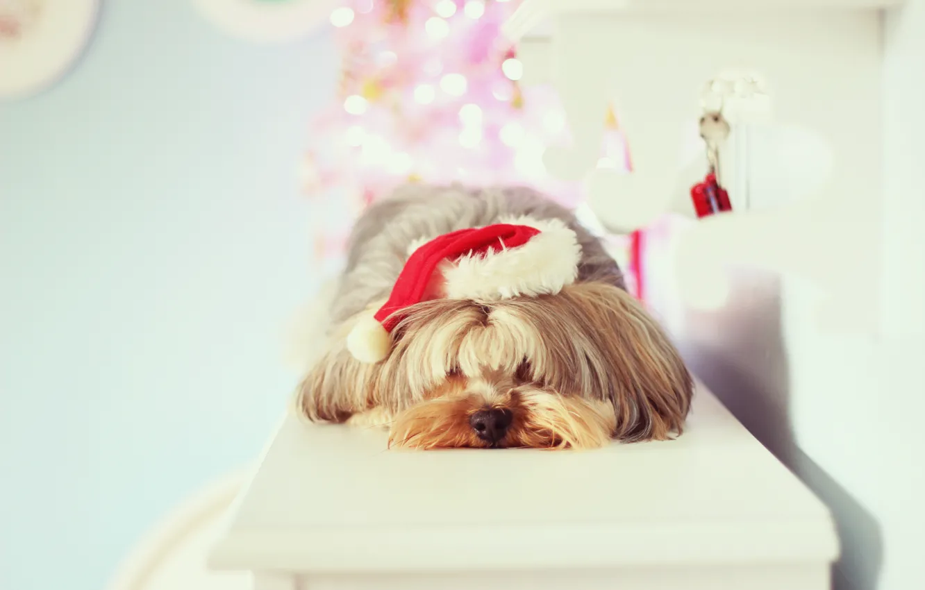Фото обои фон, праздник, обои, настроения, шапка, новый год, собака, christmas