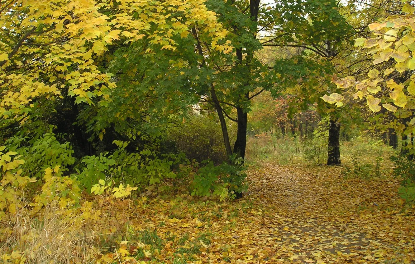 Фото обои осень, листья, парк