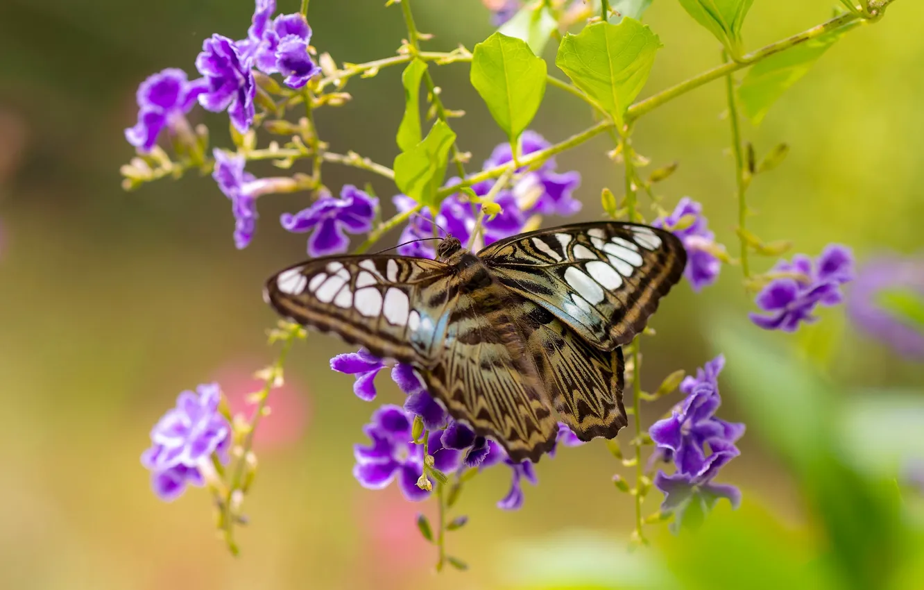 Фото обои макро, цветы, бабочка, Сильвия Тигровая, дуранта