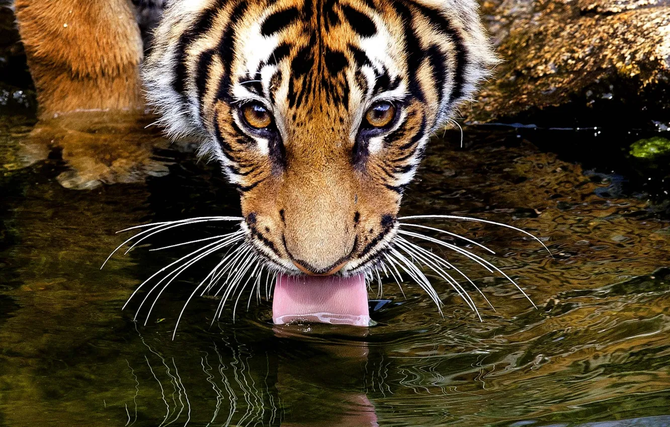 Фото обои язык, глаза, усы, взгляд, вода, тигр, tiger, пьёт