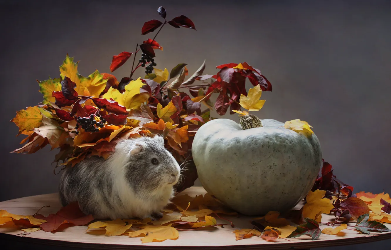 Фото обои осень, животные, листья, октябрь, тыква, морская свинка, композиция