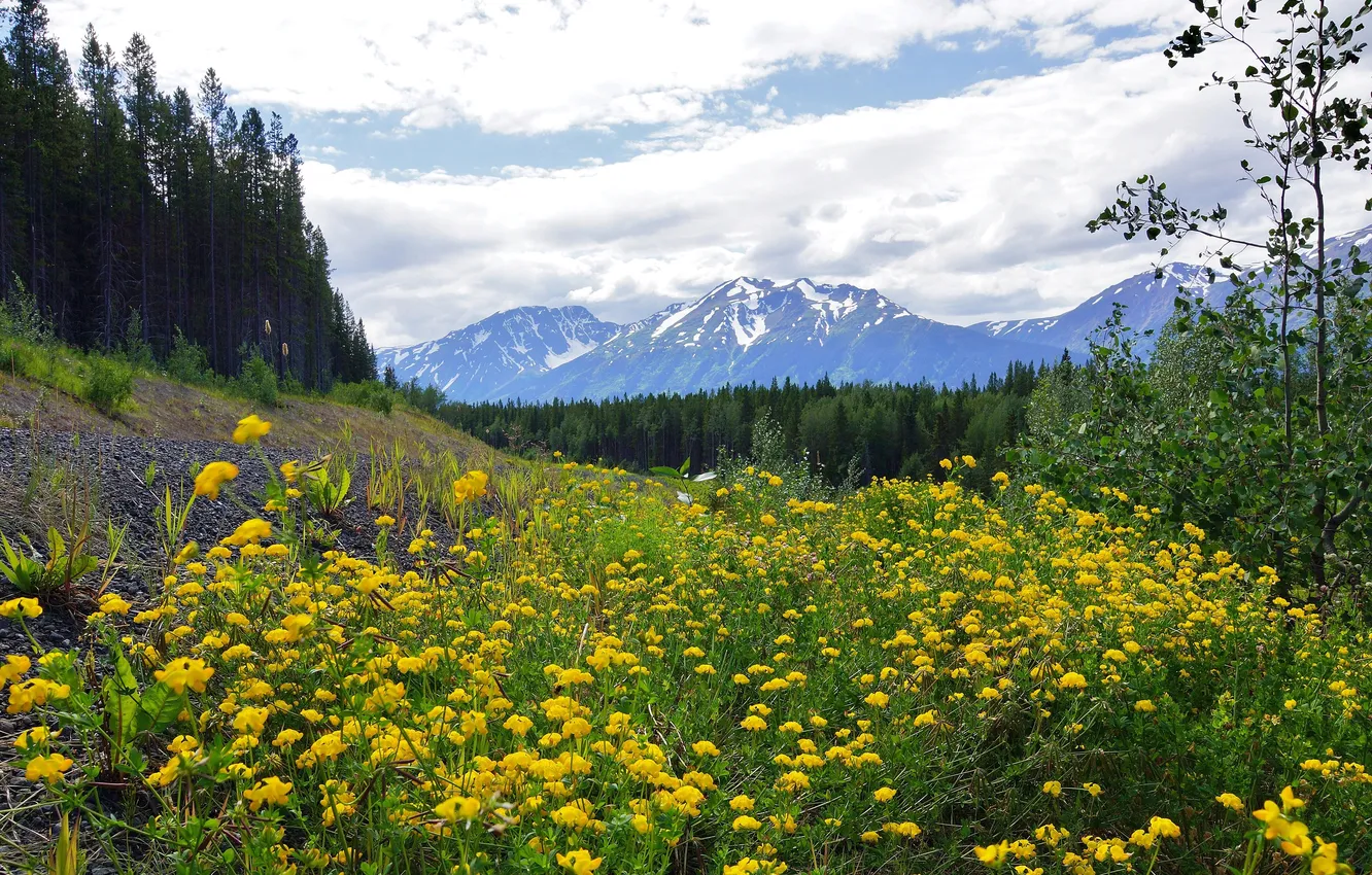 Фото обои лес, деревья, цветы, горы, желтые, долина, Канада, лютики