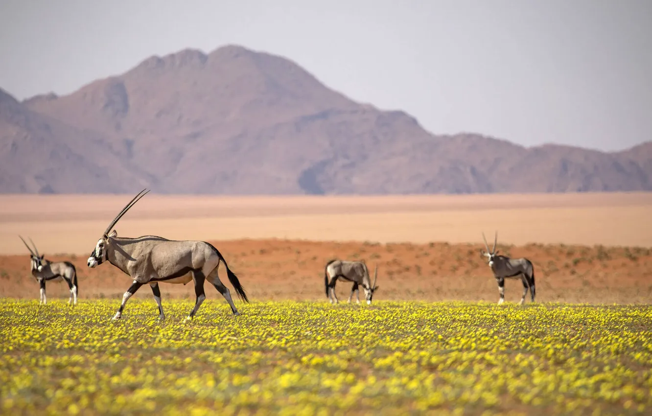 Фото обои africa, animal, wildlife, Large antelope