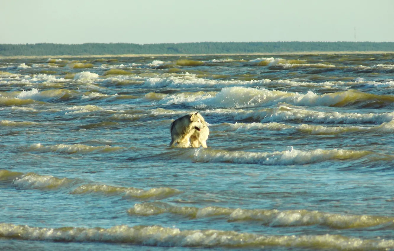 Фото обои Закат, Море, Собака, Волны
