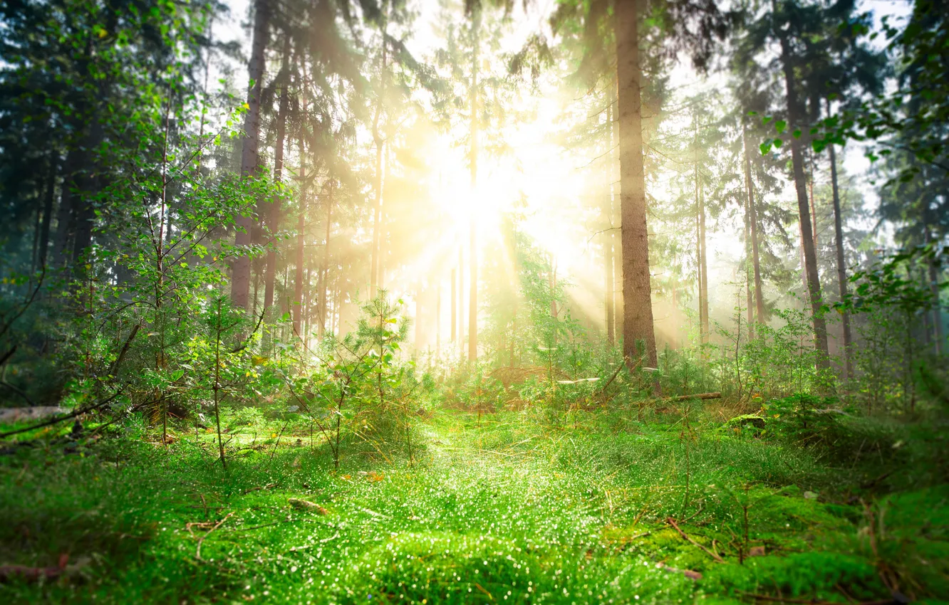 Фото обои зелень, лес, солнце, лучи, свет, яркий, сияние, стволы