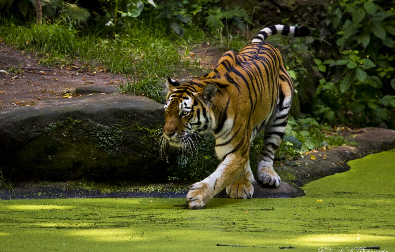 Фото обои тигр, интерес, пруд, хищник