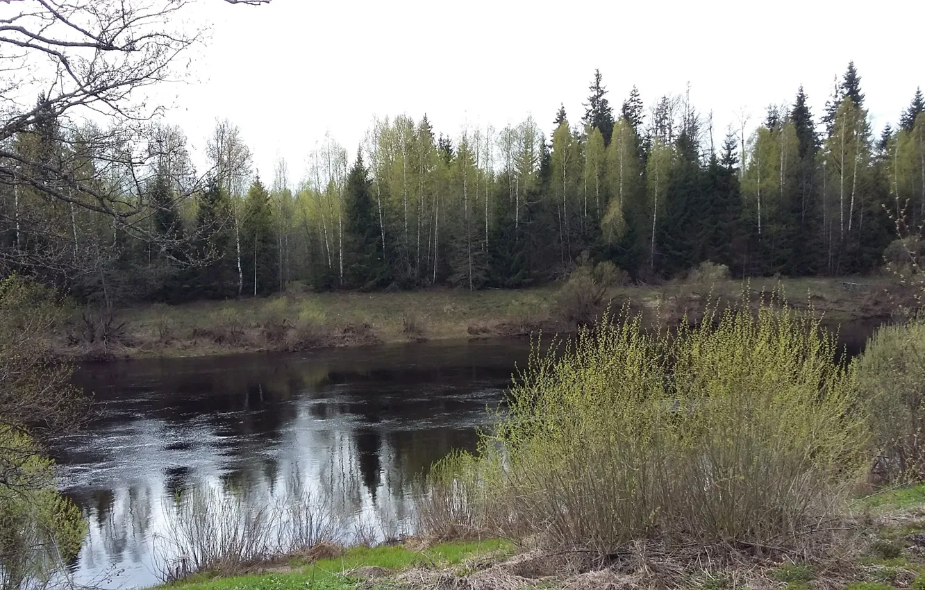Фото обои лес, природа, отражение, река, течение, утро, май, первая зелень