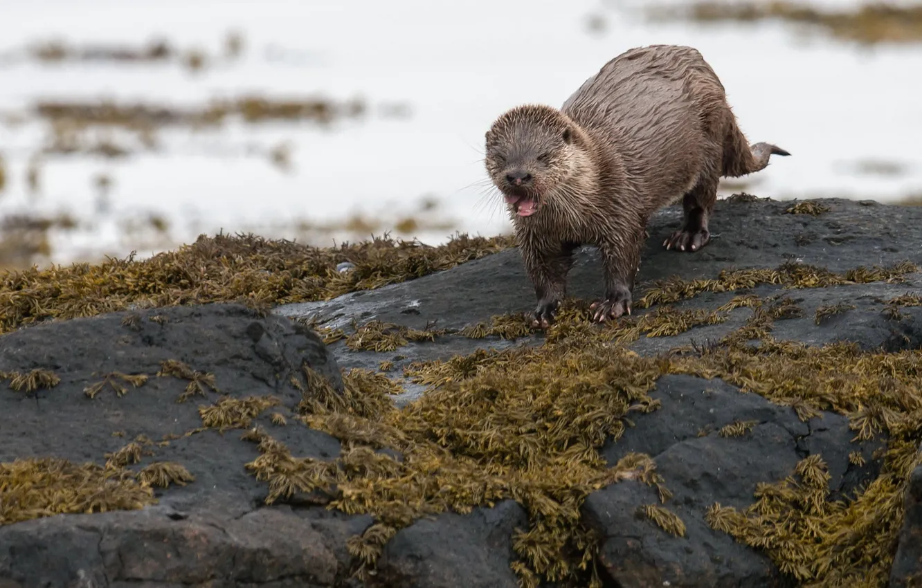 Фото обои природа, фон, выдра